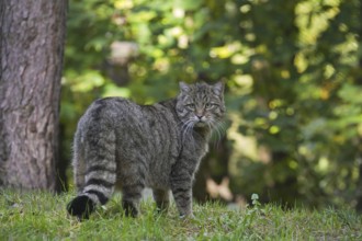 European wildcat (Felis silvestris silvestris) in forest