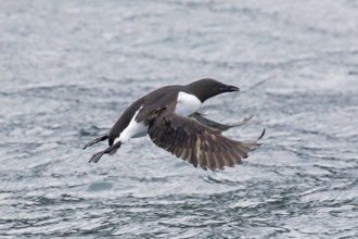 Thick-billed murre (Uria lomvia), Brünnich's guillemot in flight above sea water, native to the