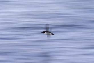 Thick-billed murre (Uria lomvia), Brünnich's guillemot in flight above sea water, native to the