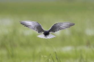 Black tern (Chlidonias niger) flying in breeding plumage over wetland in spring