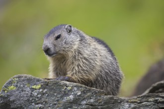 Alpine marmot (Marmota marmota) juvenile on rock in alpine pasture in summer, Hohe Tauern National