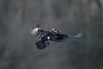 Great cormorant (Phalacrocorax carbo), adult bird brings nesting material, Essen, Ruhr area, North