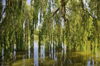 Tree and mash pond, state capital Hannover, Lower Saxony, Germany, Europe