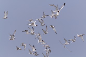 Common Tern (Sterna hirundo), joint predation defence in the colony, european herring gull (Larus