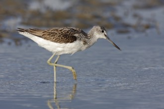 Common greenshank (Tringa nebularia), animal foraging in the water, Lower Saxon Wadden Sea National