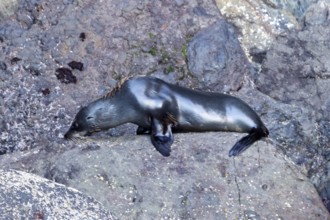 Robbe (Pinnipedia), Bootsfahrt, Akaroa, Banks Peninsula, Canterbury, Neuseeland