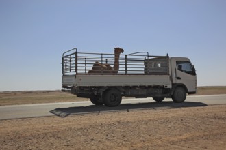 Transport of a camel foal with LWK on the desert road in the Ai-Wusta area, Oman, Asia