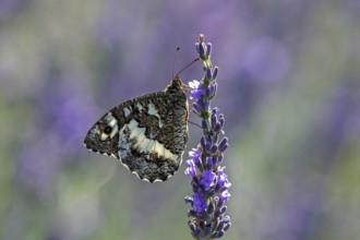 Great banded grayling (Brintesia circe), sitting on lavender flower, Provence, France, Europe