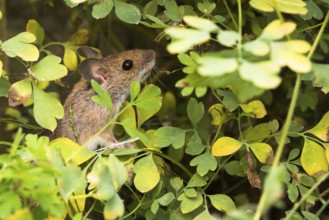 Wood mouse (Apodemus sylvaticus) foraging in yellow rock corydalis (Pseudofumaria lutea), Hesse,