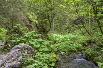 Stream in the gorge Nove Diery, Terchová, Žilinský kraj, Slovakia, Europe