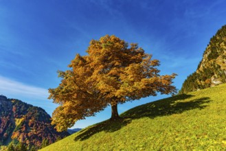 Mountain maple (Acer pseudo plantanus) in autumn, Dietersbachtal near Oberstdorf, Allgäu Alps,