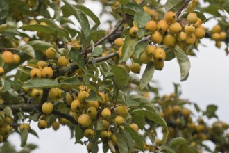 Apple tree (Malus), Lower Saxony, Germany, Europe