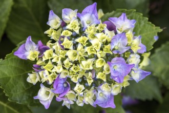 Hydrangea, flower, blue, Baden-Württemberg, Germany, Europe