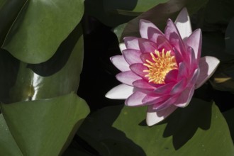 Water lily (Nymphaea), Emsland, Lower Saxony, Germany, Europe