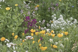 Flower meadow with California poppy (Eschscholzia californica), Emsland, Lower Saxony, Germany,