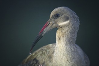 Hadada (Bostrychia hagedash) or Hadeda Ibis, Kwazulu Natal Province, South Africa, Africa