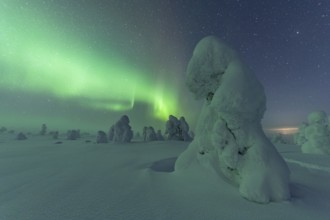 Northern Lights over Snowed-in Trees, Winter Landscape, Riisitunturi National Park, Posio, Lapland,