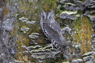 European scops owl (Otus scops), adult, on tree, in winter, alert, Bohemian Forest, Czech Republic,