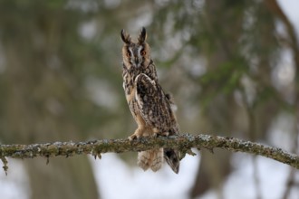 Long-eared owl (Asio otus), adult, perch, winter, snow, alert, Bohemian Forest, Czech Republic,