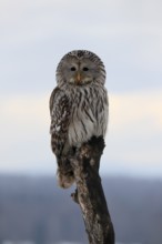 Ural Owl (Strix uralensis), adult, in winter, snow, perch, Bohemian Forest, Czech Republic, Europe