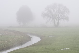 Trees, sycamore maple (Acer pseudoplatanus) and oak (Quercus robur) in the fog by a stream,