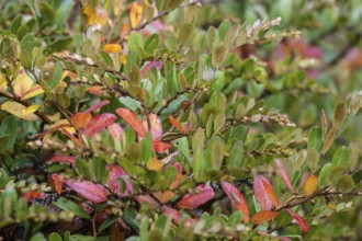 Leatherleaf (Chamaedaphne calyculata), autumn foliage, Emsland, Lower Saxony, Germany, Europe