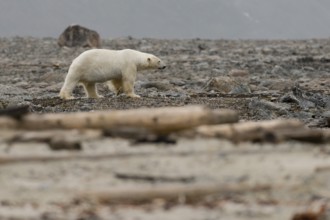 Polar bear (Ursus maritimus), male, Blomstrandhalvoya, Spitsbergen archipelago, Svalbard and Jan