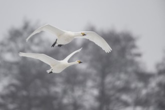 Whooper swans (Cygnus cygnus), Emsland, Lower Saxony, Germany, Europe