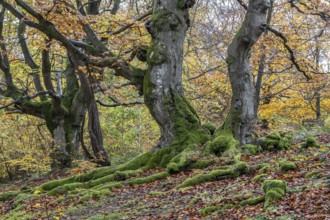 Old copper beeches (Fagus sylvatica) in the Hutewald Halloh, Hesse, Lower Saxony