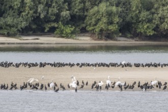 Dalmatian Pelicans (Pelecanus crispus) and great cormorant (Phalacrocorax carbo) on a sandbank in