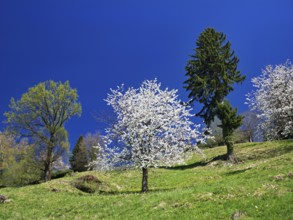 Blossoming cherry tree in front of a blue sky, Walchwil, Canton Zug, Switzerland, Europe