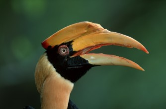 Great Indian Hornbill (Buceros bicornis)