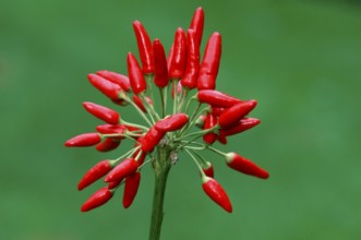 Hot Chili (Capsicum annuum)