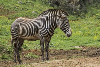 Grévy's zebra, imperial zebra (Equus grevyi) native to Kenya and Ethiopia, Cabarceno Natural Park,