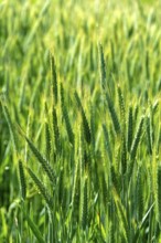 Close up of an ear of barley (hordeum vulgare) in a field. Auvergne Rhone Alpes. France