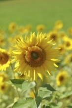 Sunflower (Helianthus annuus), flower in a sunflower field, Hesse, Germany, Europe