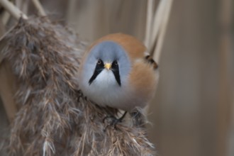 Bearded tit (Panurus biarmicus) or reedling adult male bird feeding on a Common reed seed head,