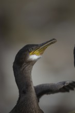 European shag (Phalacrocorax aristotelis) juvenile bird head portrait, Northumberland, England,