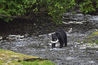 American black bear (Ursus americanus) with a caught salmon in its mouth, Prince William Sound,