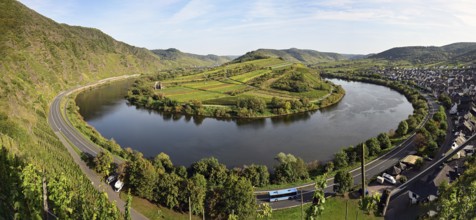 Moselle bend with vineyards, Bremm, Rhineland-Palatinate