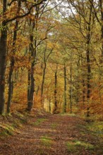 Forest path in a mixed forest with English oaks (Quercus robur) and copper beeches (Fagus