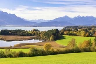 View of the Forggensee, Allgäu Alps, Allgäu, Bavaria, Germany, Europe