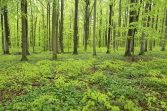 Red beech forest (Fagus sylvatica) in spring, fresh green leaves, Thuringia, Germany, Europe