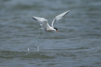 Common tern (Sterna hirundo) adult bird in flight with a fish in its beak, Suffolk, England, United