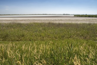 Heavily dried out Darscho or Warmsee, Lake Neusiedl-Seewinkel National Park, Burgenland, Austria,