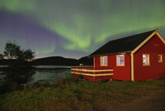 Small, red wooden holiday cabin, northern lights (aurora borealis) cover the sky, Alstahaug,