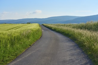 Field road with barley field in spring, Großheubach, Miltenberg, Spessart, Bavaria, Germany, Europe