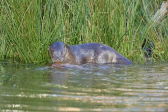 European Otter (Lutra lutra), in pond, captive