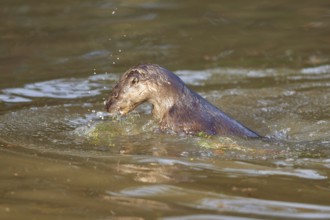 European Otter (Lutra lutra), swimming, captive