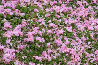 Cherry blossom petals on meadow